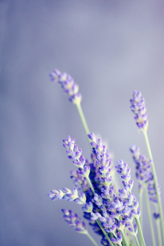 Lavanda: El Aceite del Equilibrio y la Serenidad