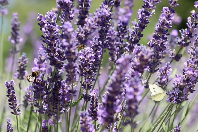 Planta de lavanda