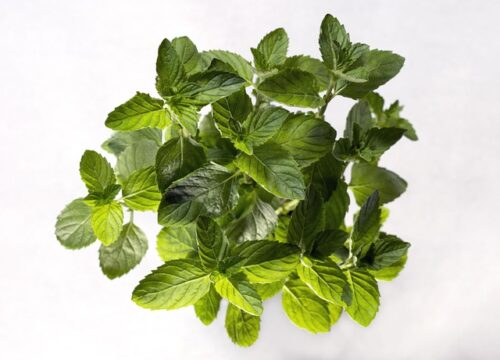 Planta de hierbabuena